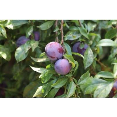Slivka domáca (Prunus domestica) ´ČAČANSKÁ LEPOTICA´ - skorá, výška 150-180 cm, voľnokorenná