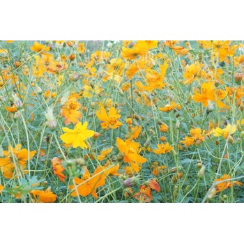 DIMEX ART s. r. o Флизелинов фототапет жълта поляна 375 x 250 см