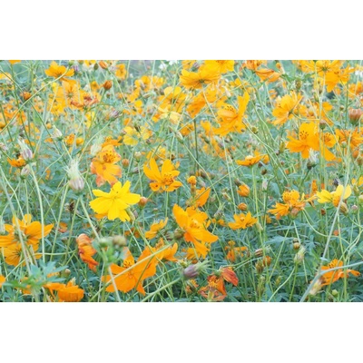 DIMEX ART Флизелинов фототапет жълта поляна 375 x 250 см