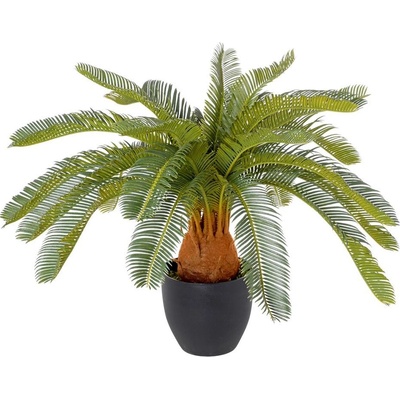 CYCAS V KVETINÁČI 72CM