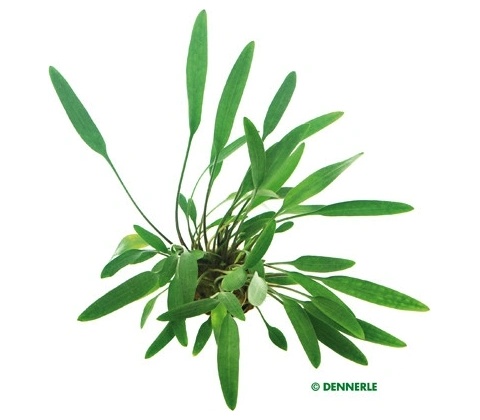Cryptocoryne Lucens
