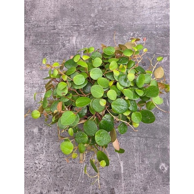 Peperomia Pepperspot 12 cm (Nenáročná pokojovka na poličku)