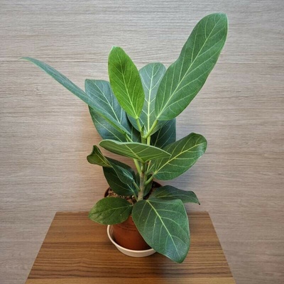 Ficus Benghalensis Audrey