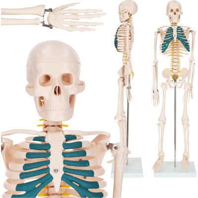 4FIZJO Anatomický model ľudskej kostry 180 cm