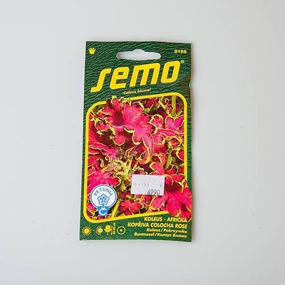 Koleus COLOCHA ROSE africká kopřiva 45-55cm do stínu, zvládne i slunce