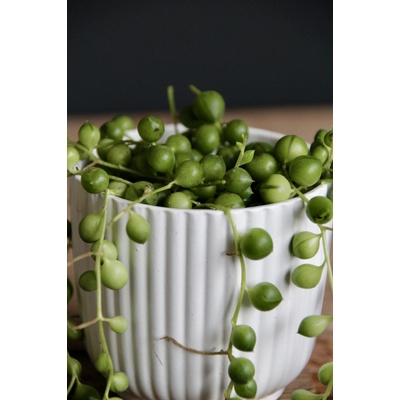 Senecio starček Rowleyanus baby