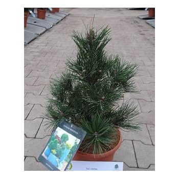 Pinus mugo 'Green Column'