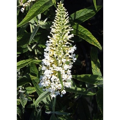 Buddleja davidii 'Nanho White' Prodejní velikost: 020/030, Velikost hrnku: 2 l