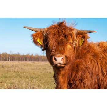 DIMEX ART s. r. o Флизелинов фототапет дългокосместа крава 375 x 250 см