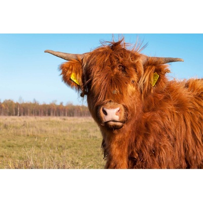 DIMEX ART Флизелинов фототапет дългокосместа крава 375 x 250 см