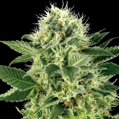 White Label Northern Lights semienka neobsahujú THC 3 ks