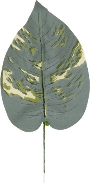 Hosta list 42 cm