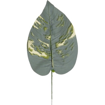 Hosta list 42 cm