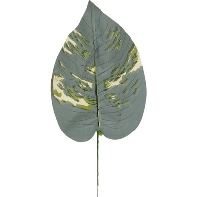 Hosta list 42 cm