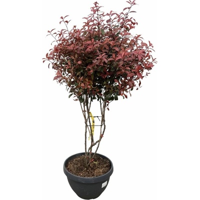 Červienka fraserová Robusta Compact, Multikmeň, výška 110-130 cm, kvetináč 40 l