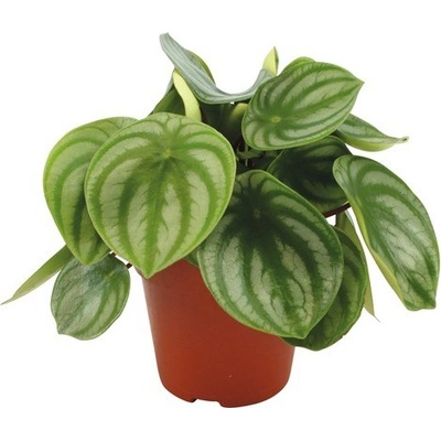 Pepřinec FloraSelf Peperomia argyreia výška 20-25 cm květináč Ø 12 cm