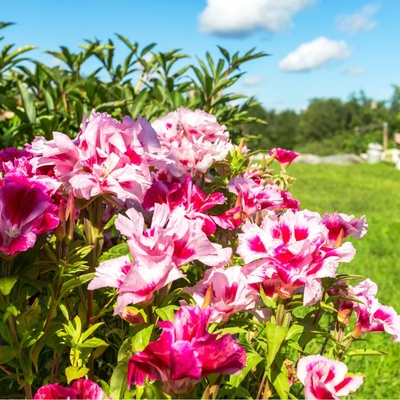 Zářivka velkokvětá - Godetia grandiflora - semena - 0,1 g
