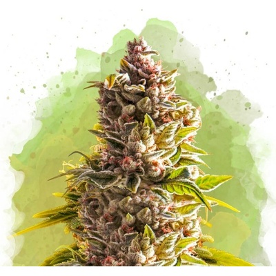 Nirvana Northern Lights Auto semienka neobsahujú THC 3 ks