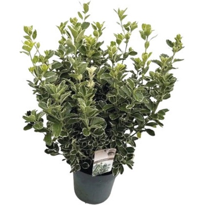 Bršlen japonský FloraSelf Euonymus japonicus 'Katy' výška 25-30 cm kvetináč 5 l