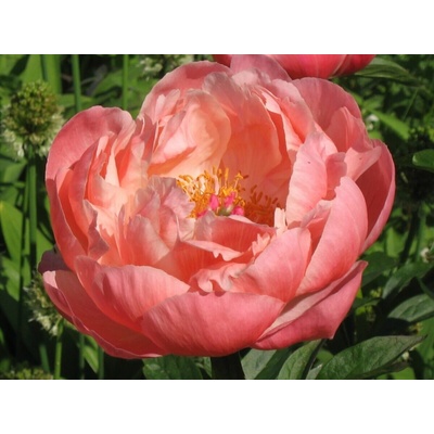 Paeonia CORAL SUPREME - pivoňka
