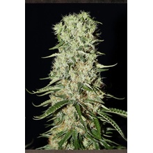 Strain Hunters Damnesia semena neobsahují THC 10 ks