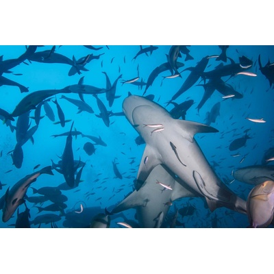 DIMEX ART Флизелинов фототапет гмуркане с акули 375 x 250 см