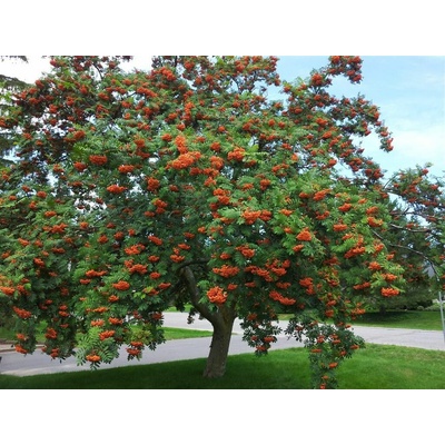 Jarabina vtáčia na kmienku, výška 300-350 cm, kvetináč 30 l