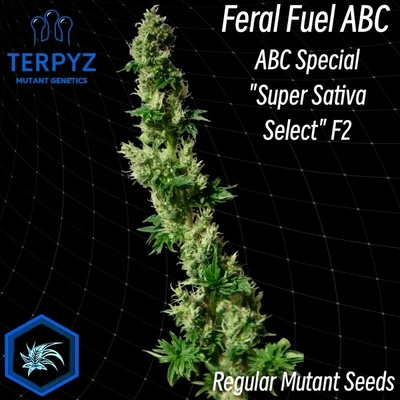 TerpyZ Mutant Genetics Feral Fuel ABC regular semienka neobsahujú THC 10 ks