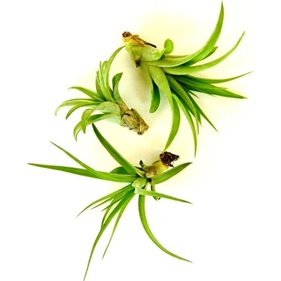 Gardners Tillandsia multiflora Tillandsie, kykatka