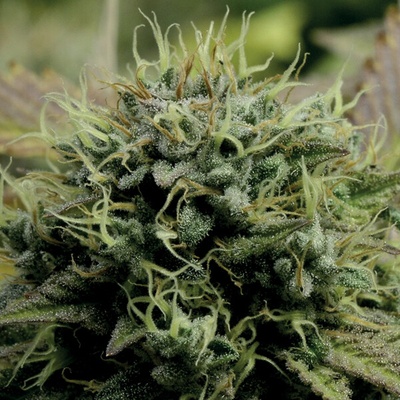 Anesia Seeds Hindu Kush semienka neobsahujú THC 10 ks