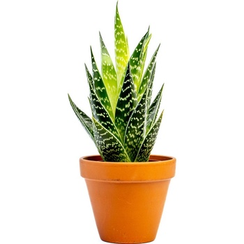 Gardners Aloe Tiki Tahi, prmr 8,5 cm Aloe - Heureka.cz