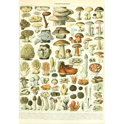 Grafika Ilustrácia Larousse Huby 1000 dielov