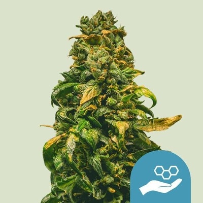 Royal Queen seeds Solomatic CBD AUTO semena neobsahují THC 3 ks
