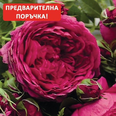 Tantau® Роза Soul' ® Tantau®