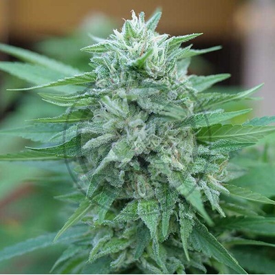 Delicious Seeds Moby Delicious semena neobsahuji THC 100 ks