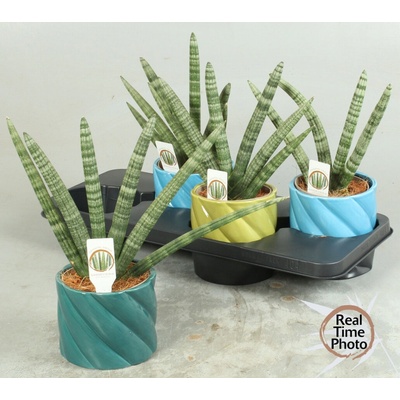 Sansevieria cylindrica v keramickom kvetináči 14x30 cm mix farieb