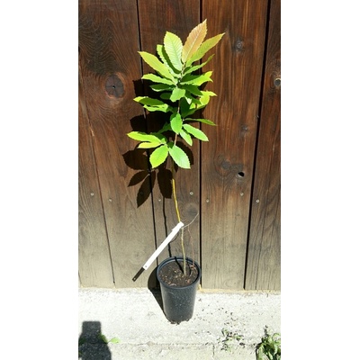 Gaštan jedlý (Castanea sativa) veľkosť 50-70cm