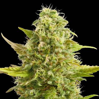 G13 Labs Seeds Royal Kush semena neobsahují THC 5 ks