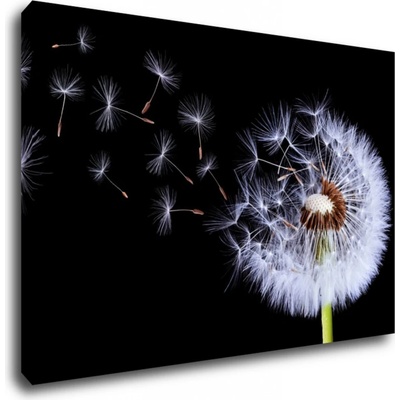 Impresi Obraz Pampeliška na černém pozadí - 90 x 60 cm