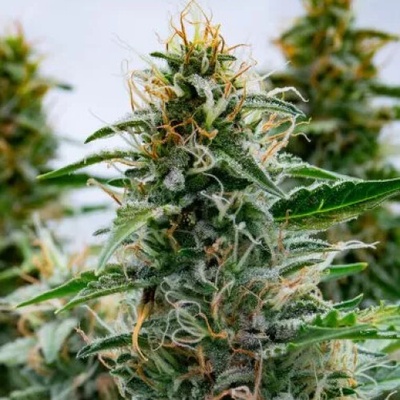 PowerStrains White Widow semena neobsahují THC 1 ks