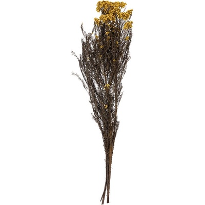 Helychrisum Diosmi Yellow - žltá
