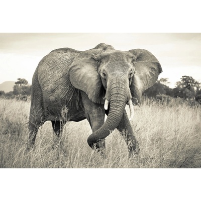 Komar XXL4-529 Vliesová fototapeta na zeď Elephant rozměry 368 x 248 cm