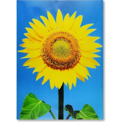 Home Design TP6430 Obraz na stěnu na dřevěném rámu SLUNEČNICE 70x50 cm