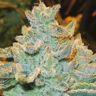 Anesia Seeds Slurricane semienka neobsahujú THC 10 ks