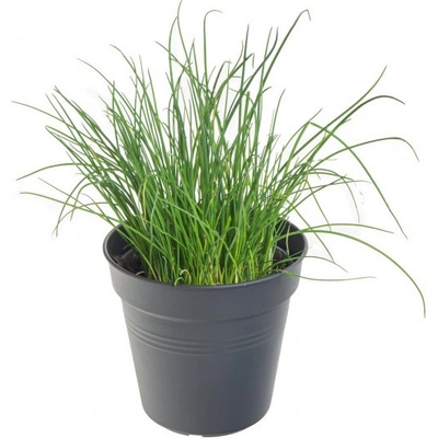 Pažitka pobřežní, Allium schoenoprasum, v květináči