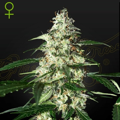 Green House Seed Super Lemon Haze Auto semienka neobsahujú THC 1 + 1 ks