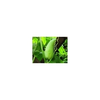Ačokča (Cyclanthera pedata) semena ačokči - 5 ks