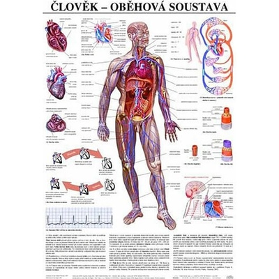 Plakát - Člověk - oběhová soustava