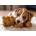 Ravensburger - Puzzle A warm hug - 500 piese