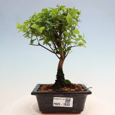 e-bonsai Pokojová bonsai - Sagerécie thea - Sagerécie thea